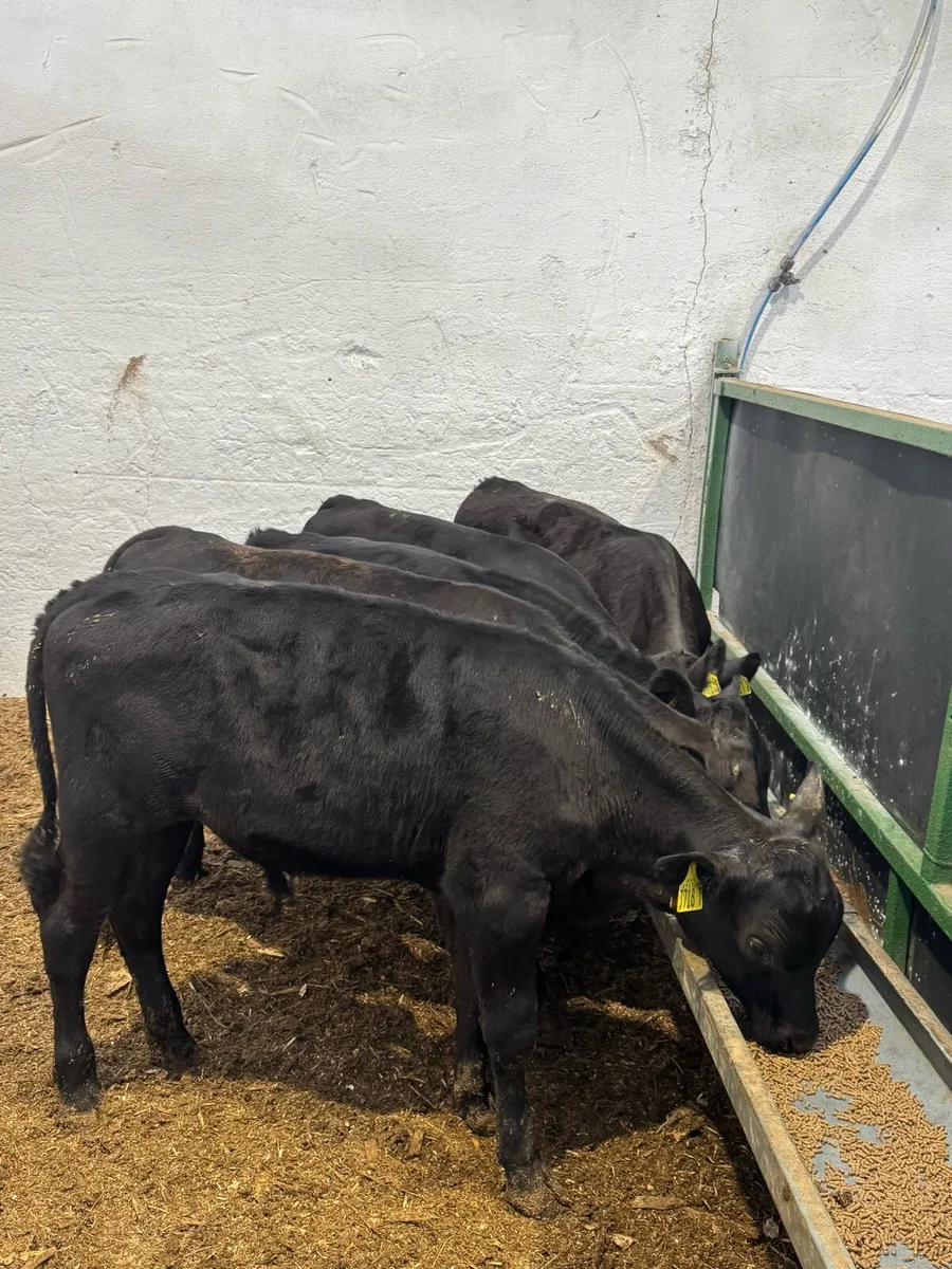 AA Bulls - Image 1