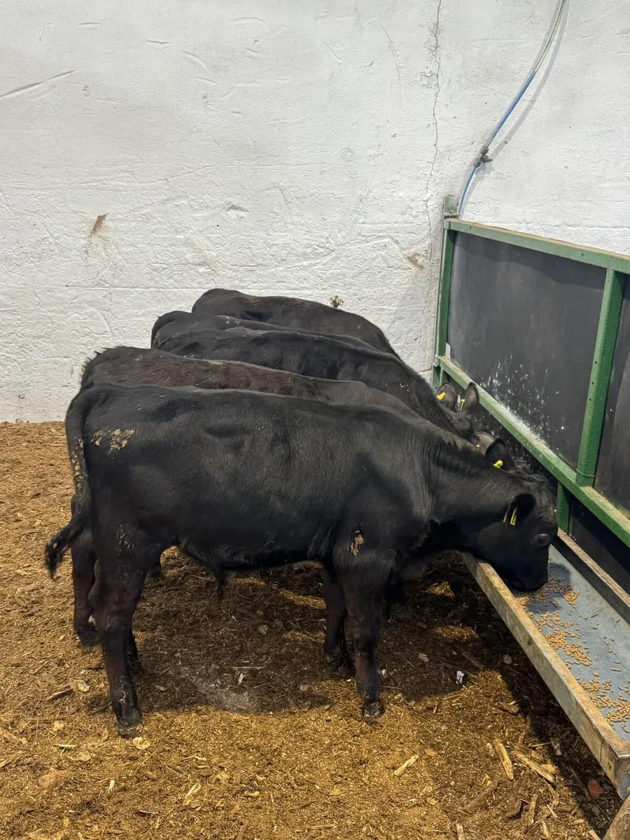 AA Bulls - Image 4