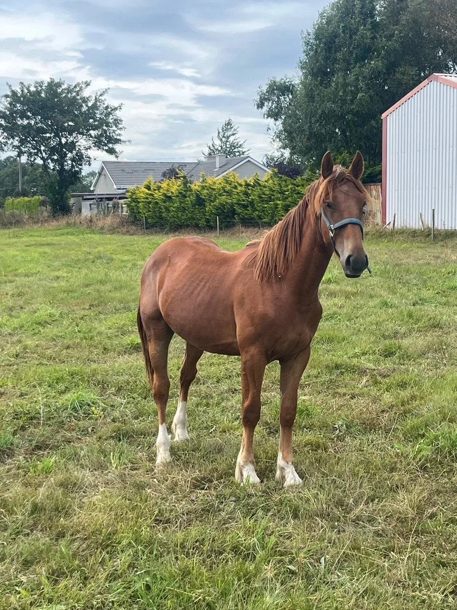 Chestnut colt last April foal - Image 4