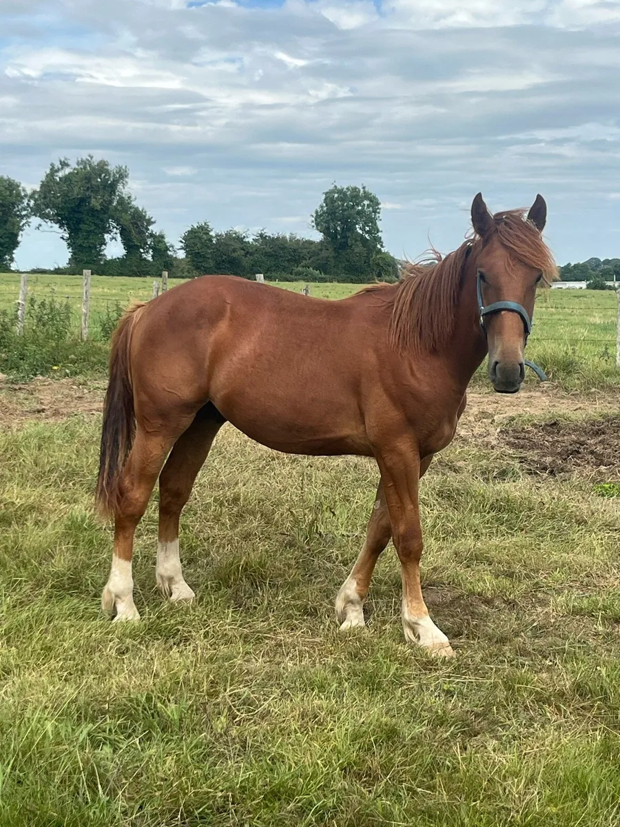 Chestnut colt last April foal - Image 1
