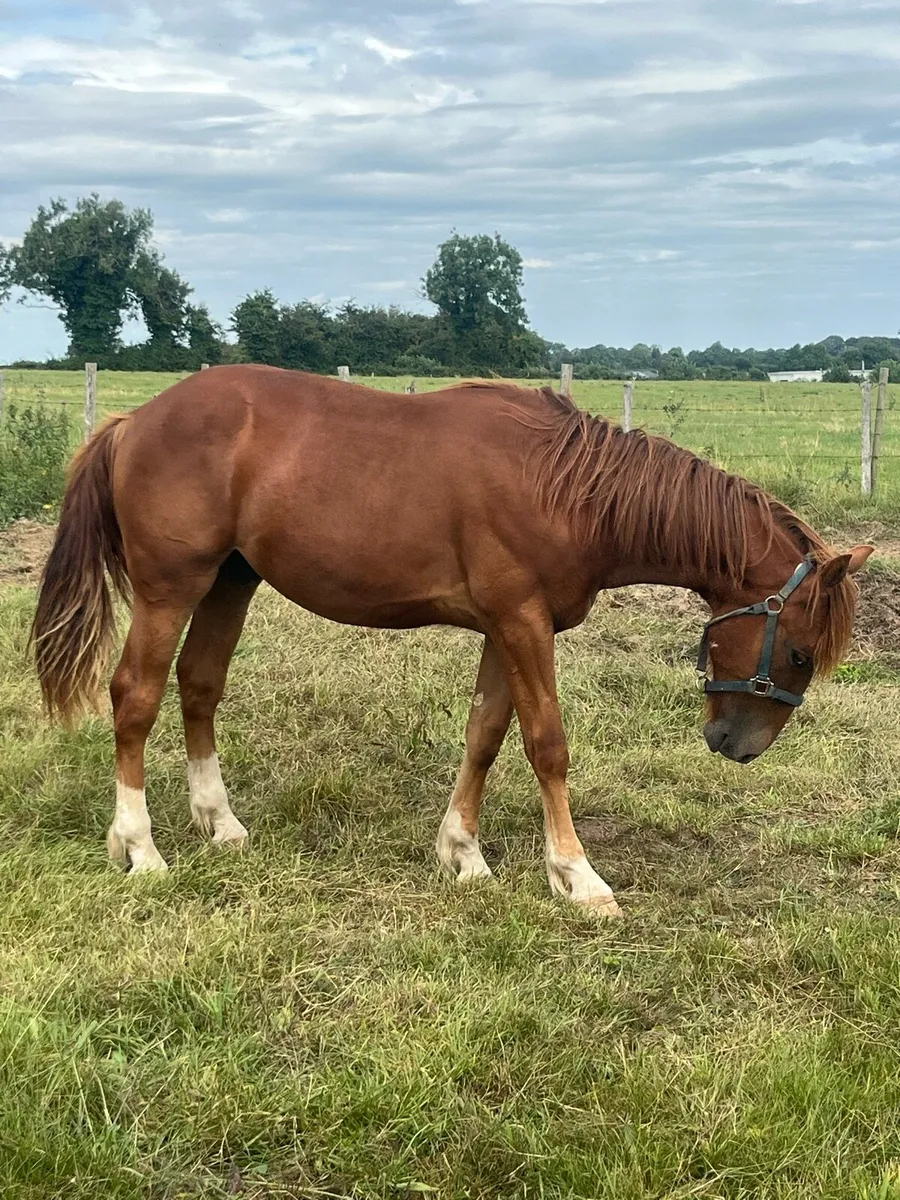 Chestnut colt last April foal - Image 2