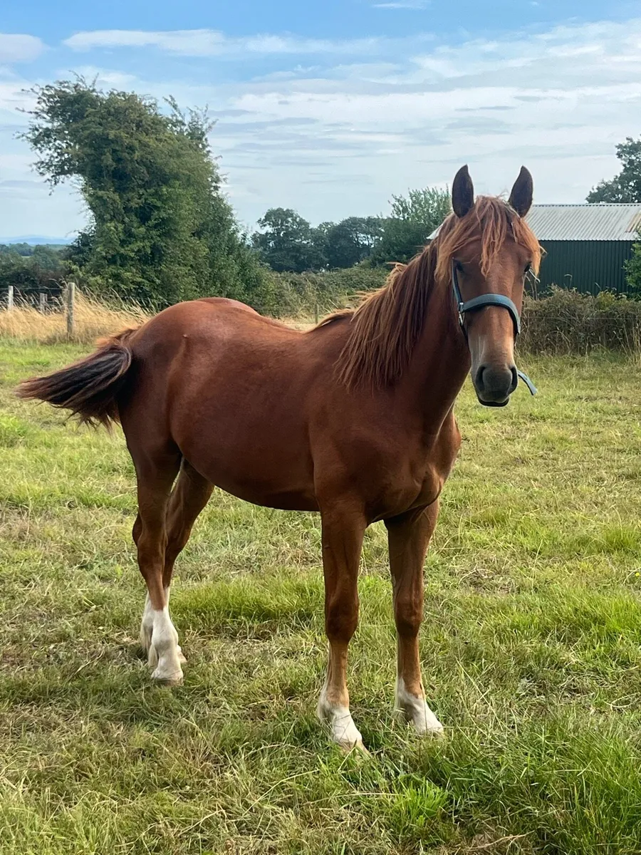 Chestnut colt last April foal - Image 3