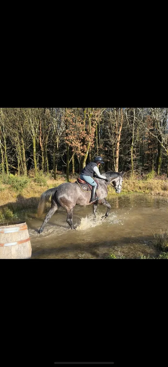 5yr Irish Sport Horse - Image 2
