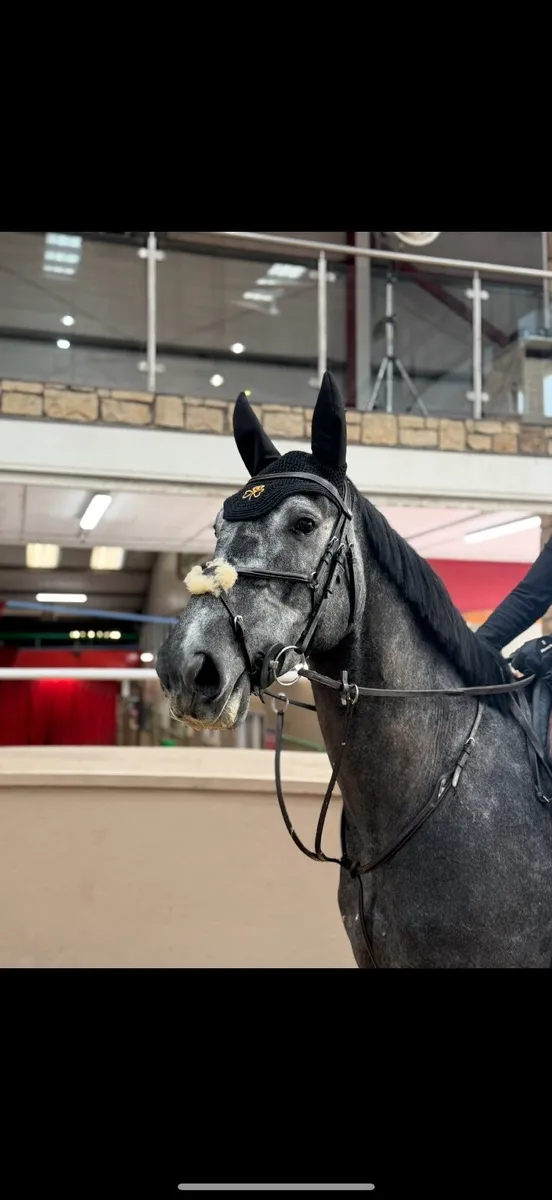 5yr Irish Sport Horse - Image 3