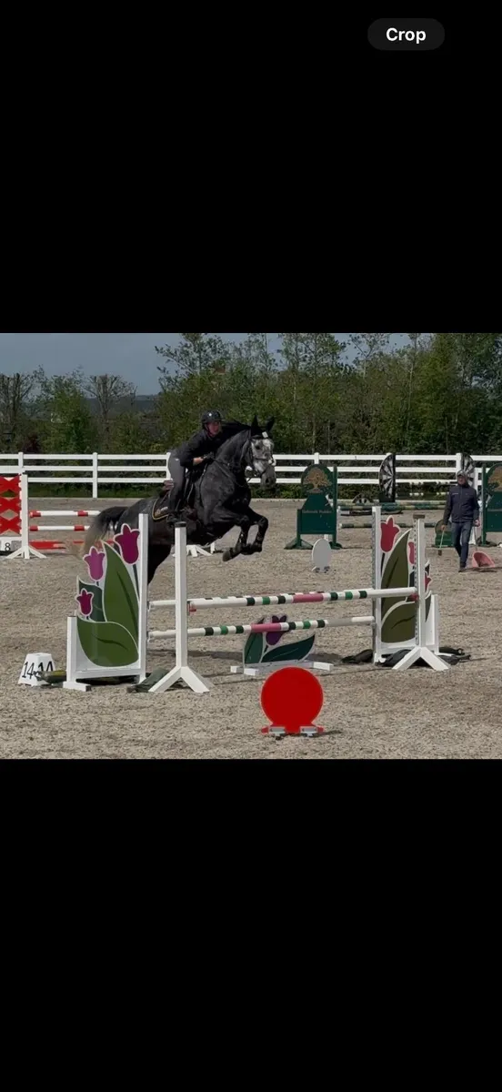 5yr Irish Sport Horse - Image 4
