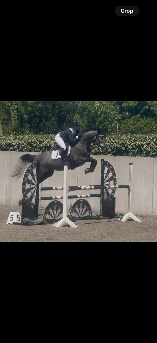 5yr Irish Sport Horse - Image 1