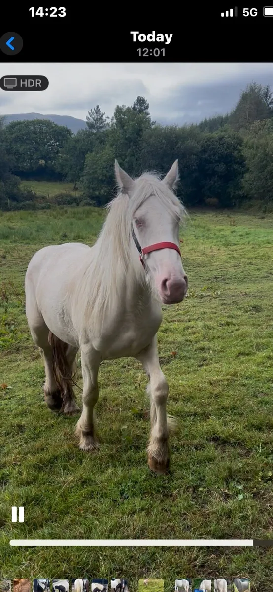 Palomino filly - Image 1