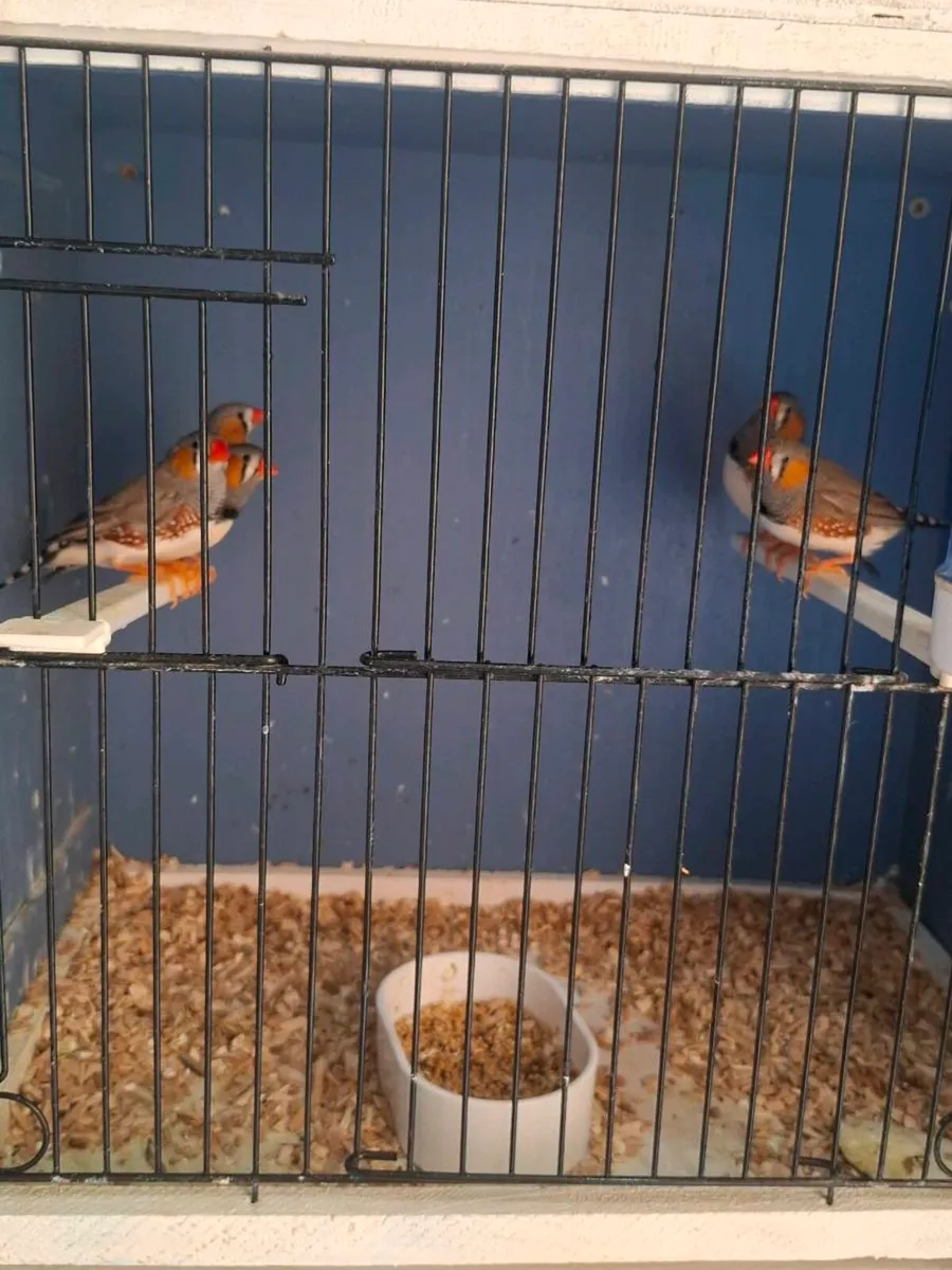 Zebra finches - Image 2