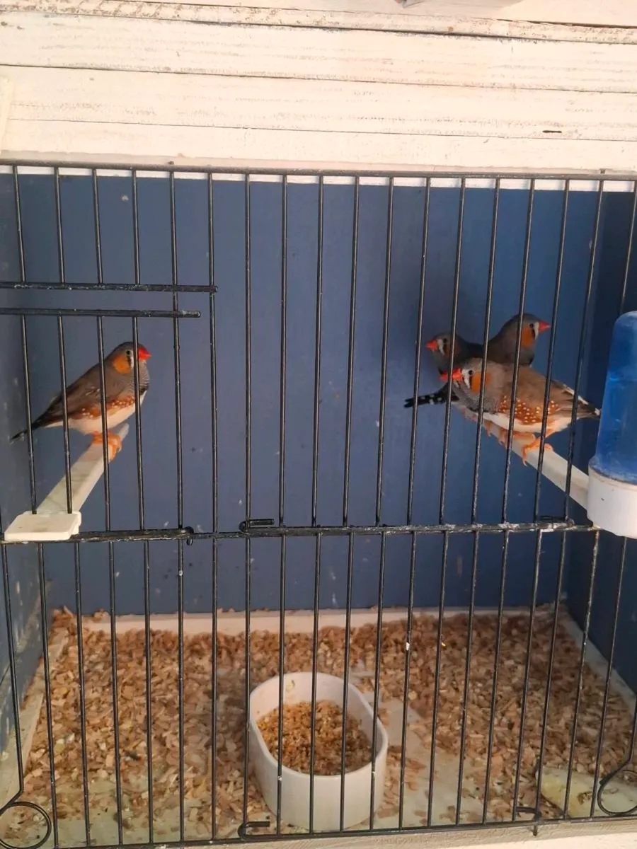 Zebra finches - Image 3