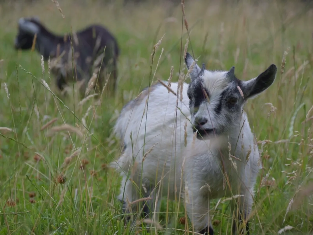 Pygmy goat kids female - Image 3