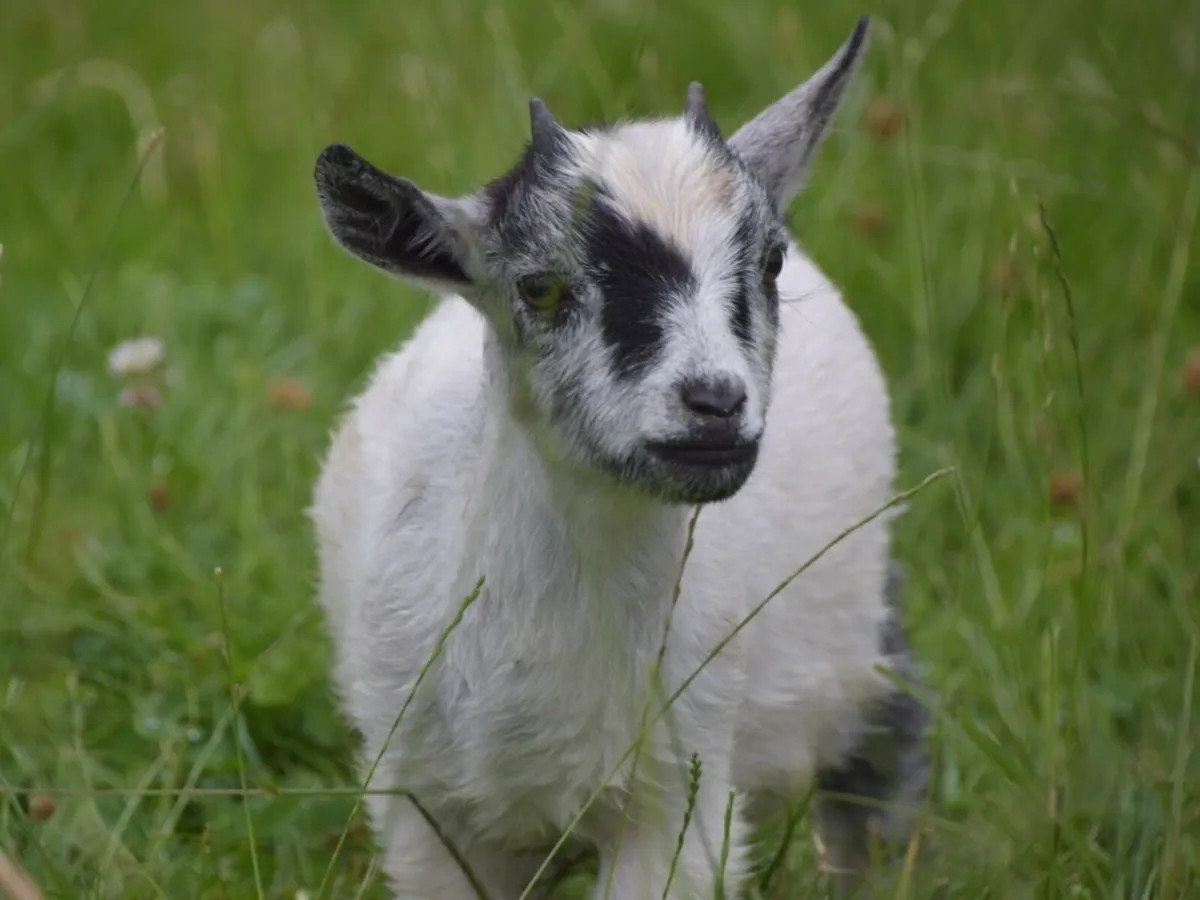 Pygmy goat kids female - Image 2