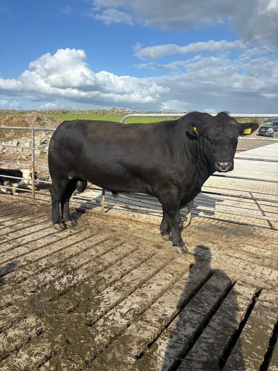 Angus Bull - Image 2