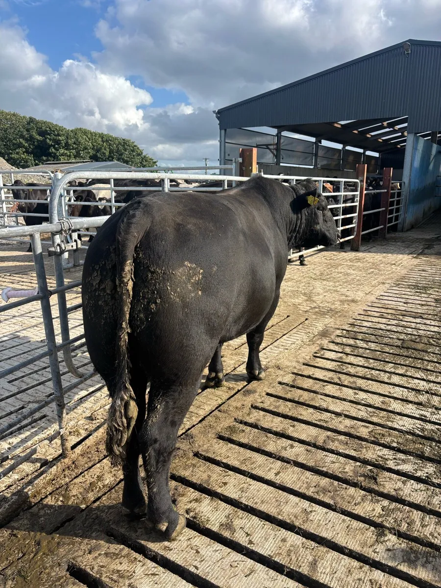 Angus Bull - Image 1