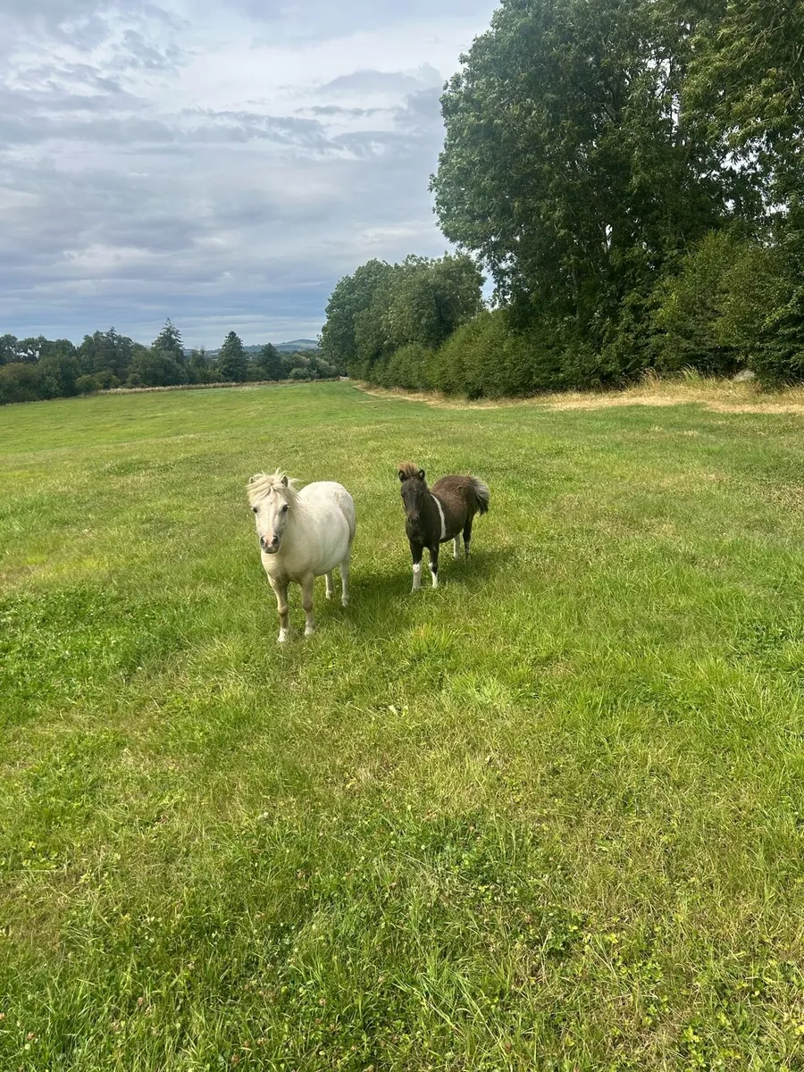 Falabella Mare and foal - Image 2
