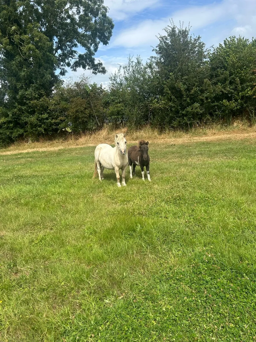 Falabella Mare and foal - Image 1