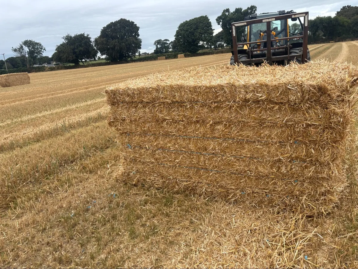 Pre chopped wheat straw 8x4x4 - Image 2