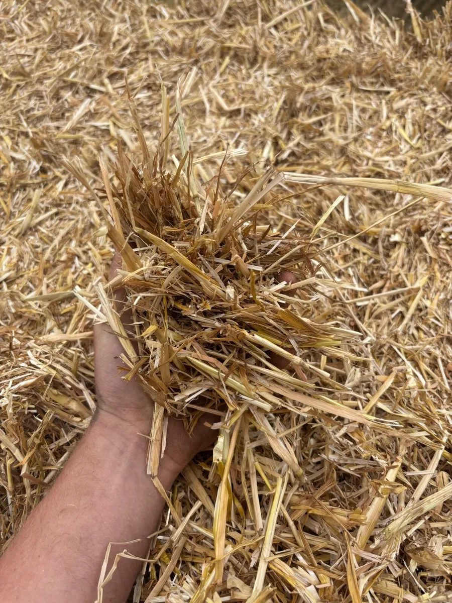 Pre chopped wheat straw 8x4x4 - Image 1