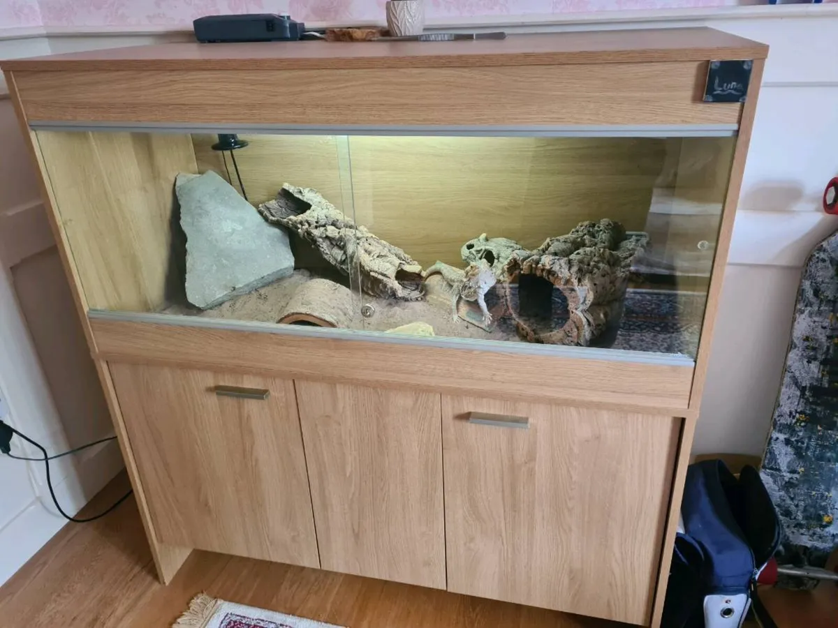 Bearded dragon - Image 1