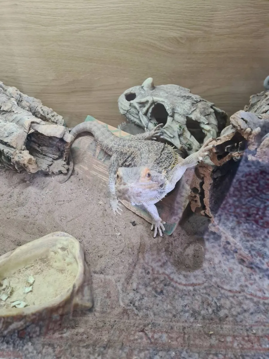 Bearded dragon - Image 2