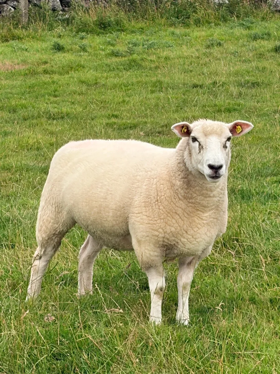 Pedigree Registered Galway ewe hoggets - Image 1
