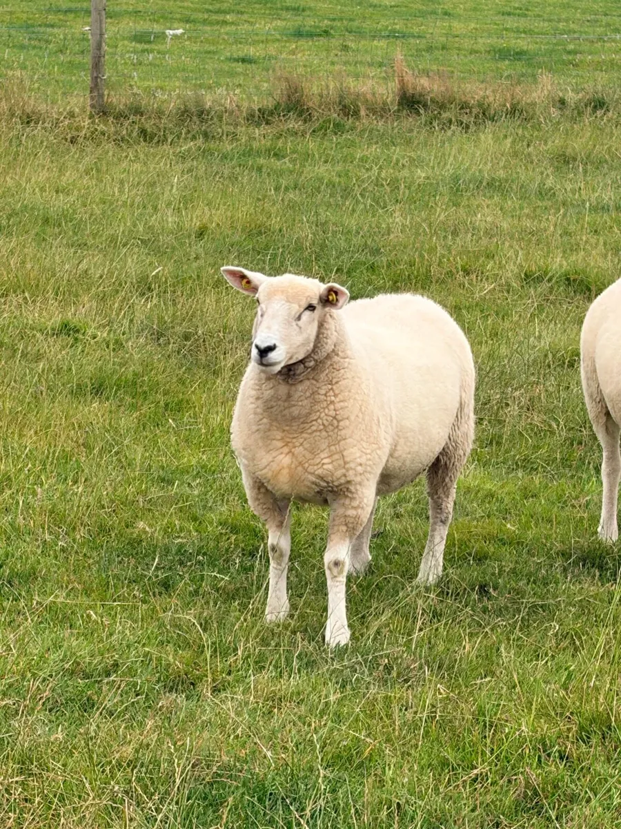 Pedigree Registered Galway ewe hoggets - Image 3