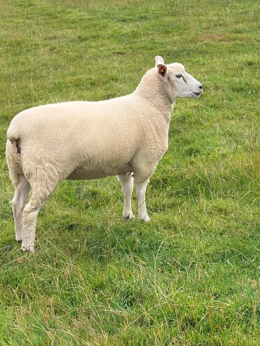 Pedigree Registered Galway ewe hoggets - Image 4