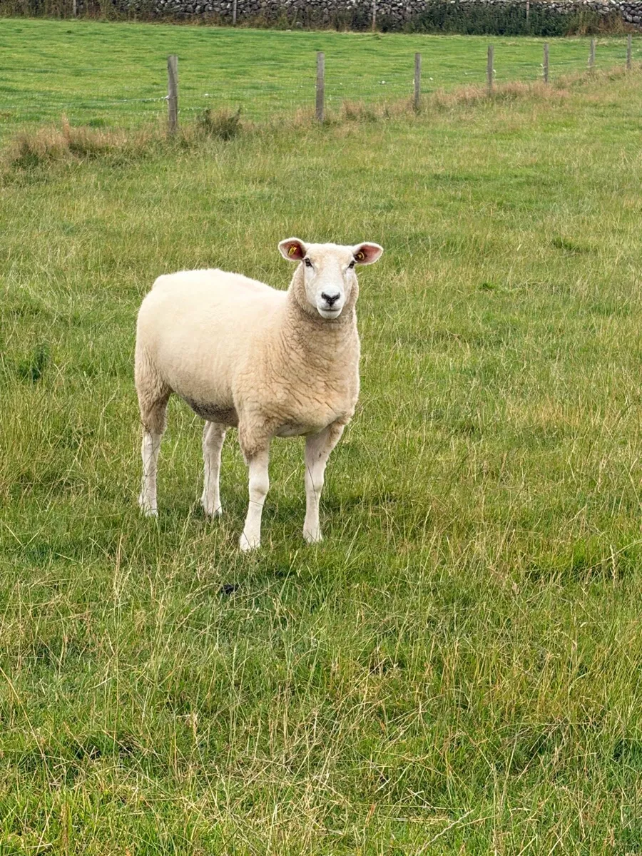 Pedigree Registered Galway ewe hoggets - Image 2