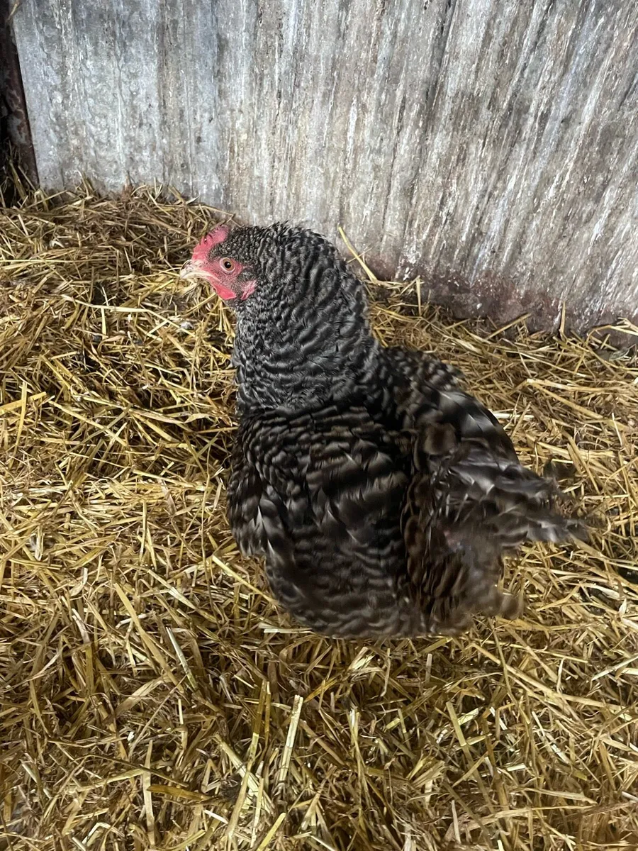 Hen and chicks 🐥 - Image 1