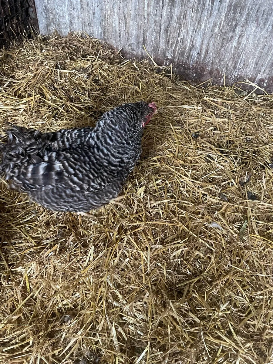 Hen and chicks 🐥 - Image 2