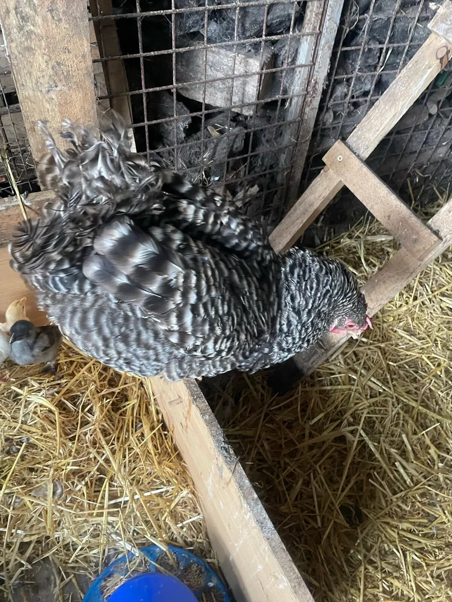 Hen and chicks 🐥 - Image 3