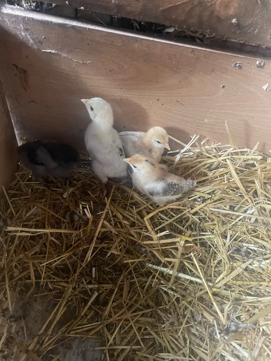 Hen and chicks 🐥 - Image 4