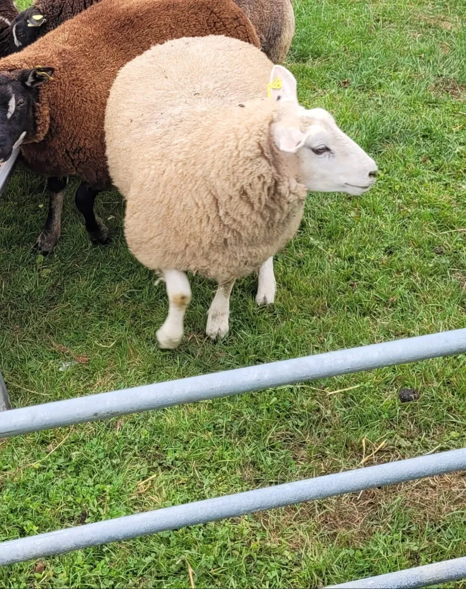 Big strong ewe lamb Dassenkop x Dutch spotted - Image 1