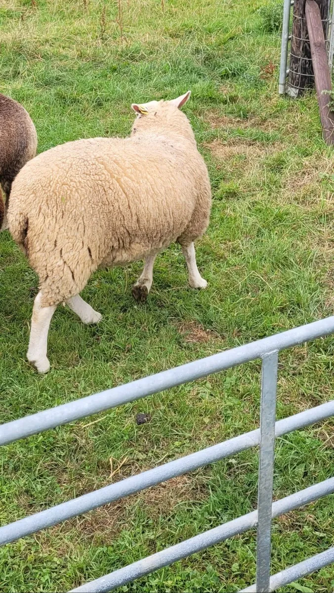 Big strong ewe lamb Dassenkop x Dutch spotted - Image 2