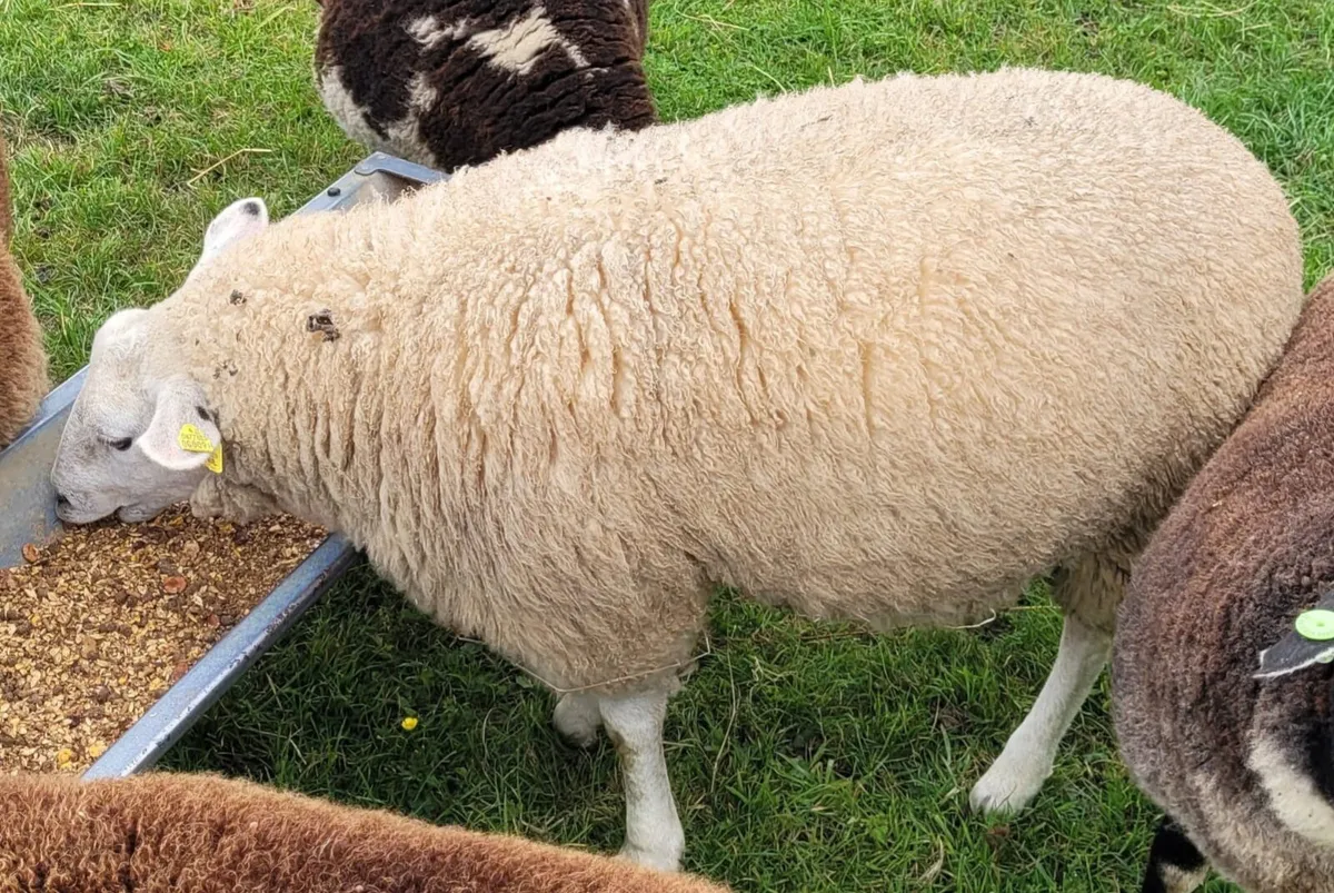 Big strong ewe lamb Dassenkop x Dutch spotted - Image 3