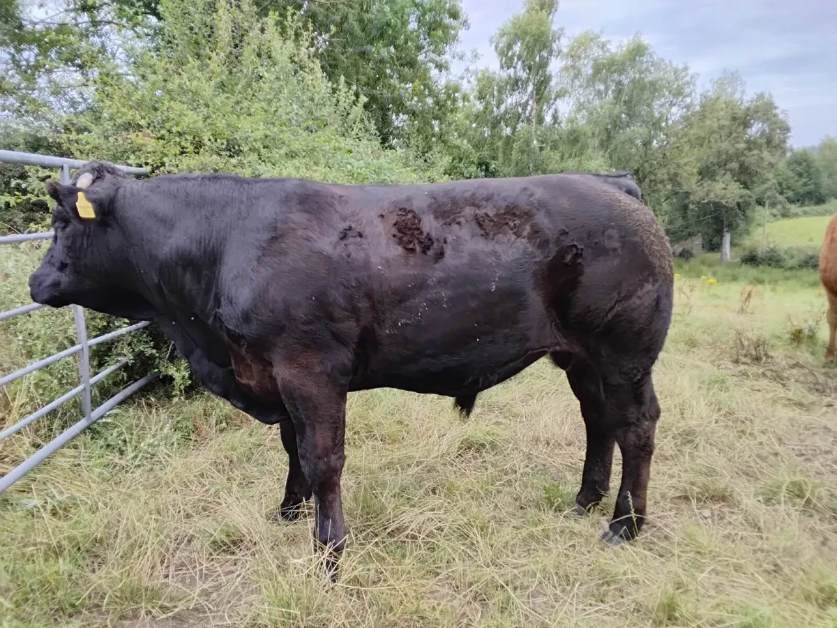 💥💥NEWSFLASH !!! CLONES MART  BEEF CATTLE 💥💥 - Image 1