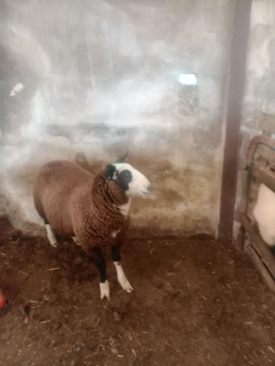 Sheep - Image 1