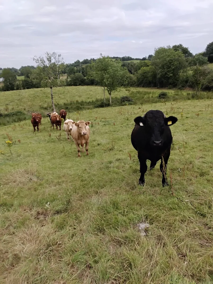 💥💥NEWSFLASH !!! CLONES MART  BEEF CATTLE 💥💥 - Image 4