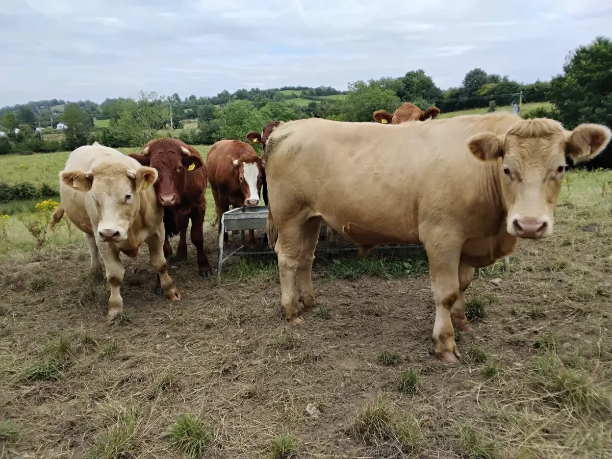 💥💥NEWSFLASH !!! CLONES MART  BEEF CATTLE 💥💥 - Image 2