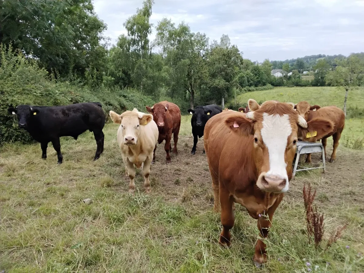 💥💥NEWSFLASH !!! CLONES MART  BEEF CATTLE 💥💥 - Image 3