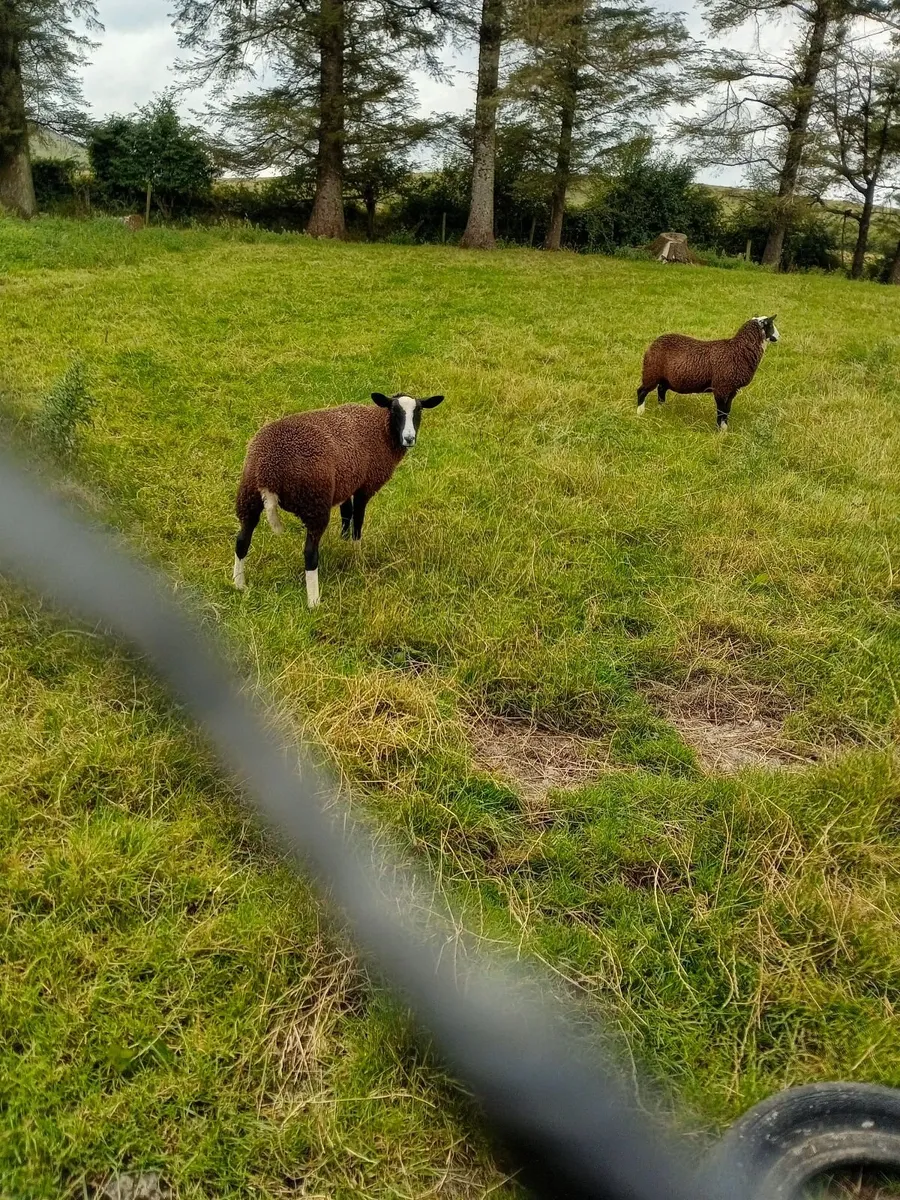 Sheep - Image 3