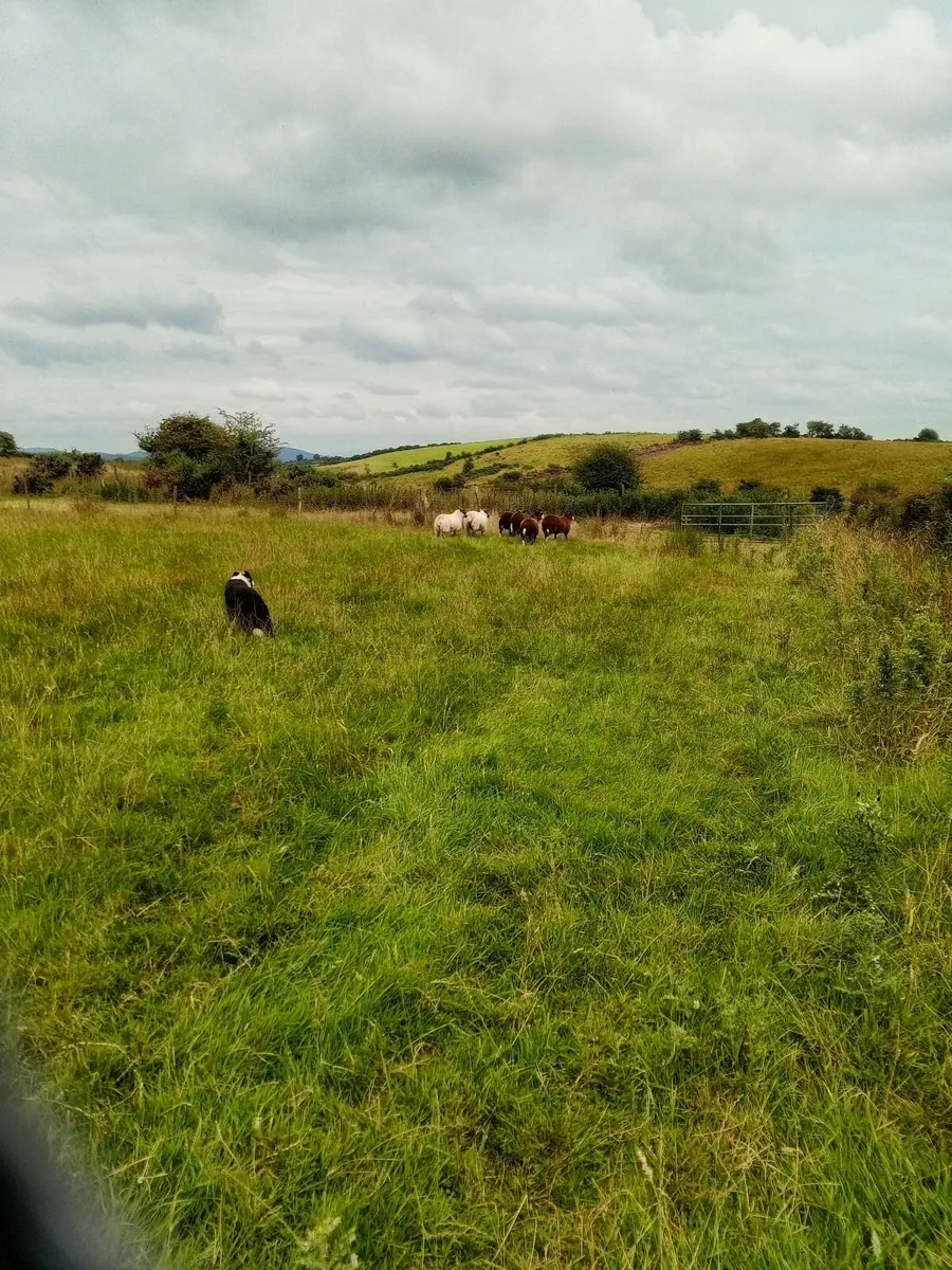 Sheep - Image 2