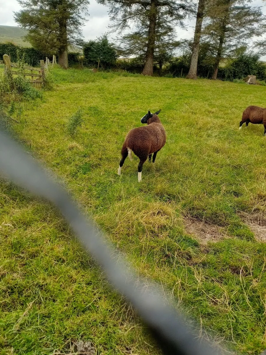 Sheep - Image 4