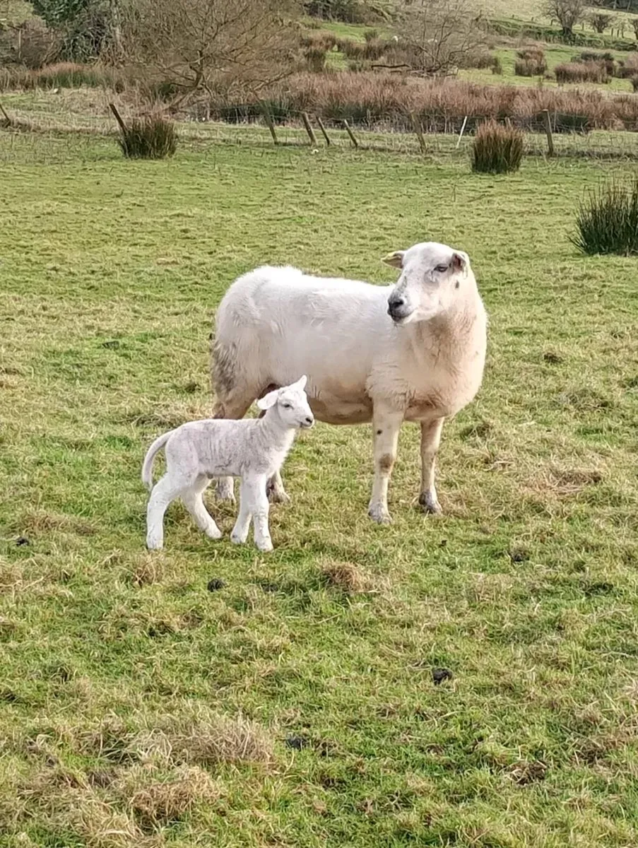 Easycare Ram Lambs - Image 2