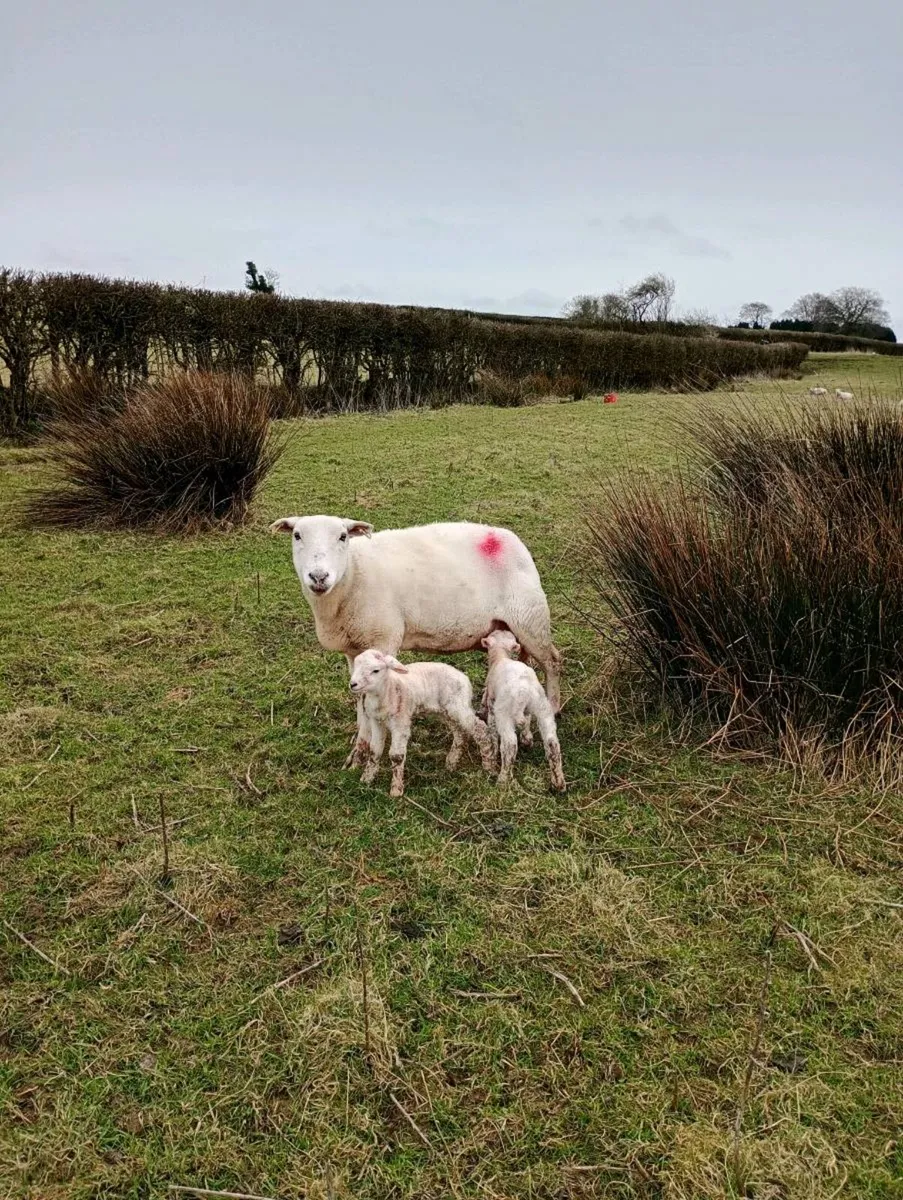 Easycare Ram Lambs - Image 3