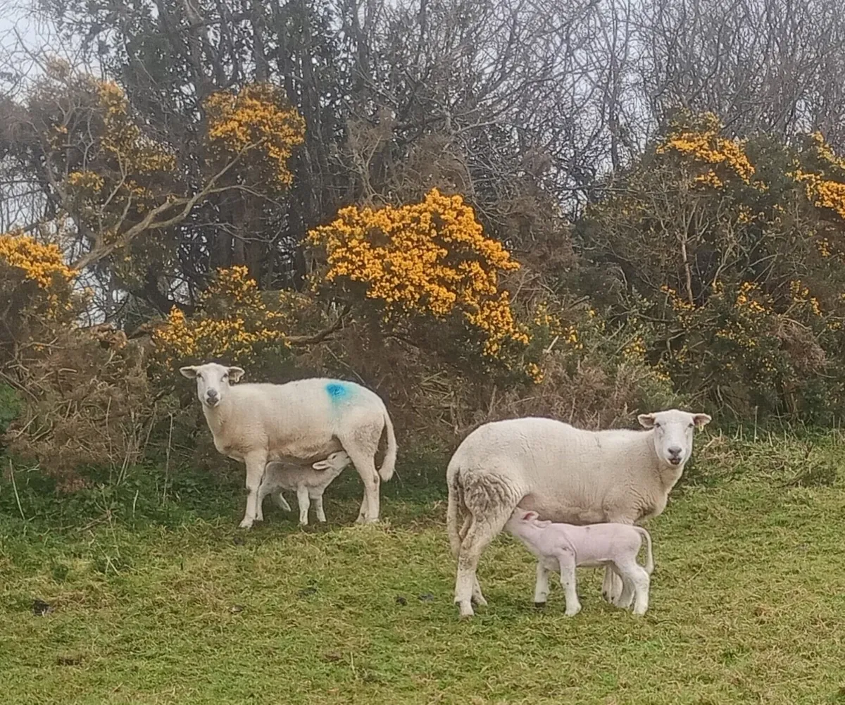 Easycare Ram Lambs - Image 4