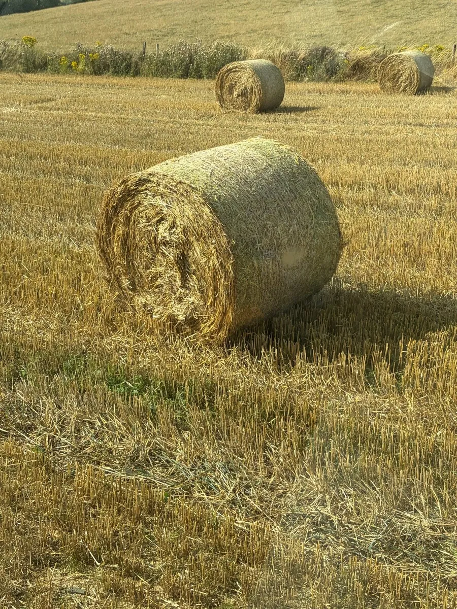 4x4 bales wheaten straw - Image 2