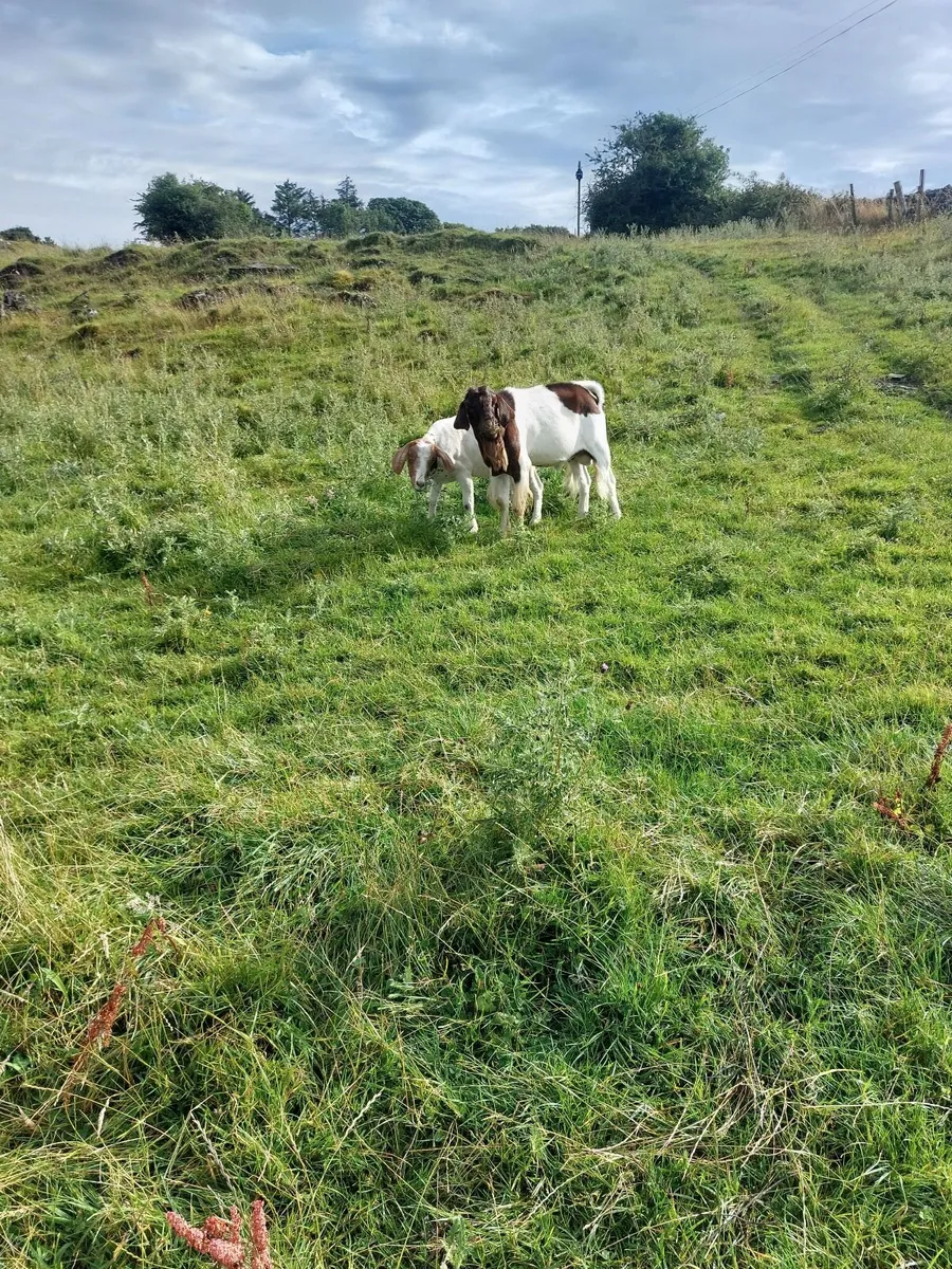 Boer Goats - Image 2