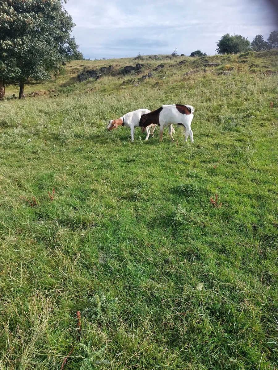 Boer Goats - Image 3