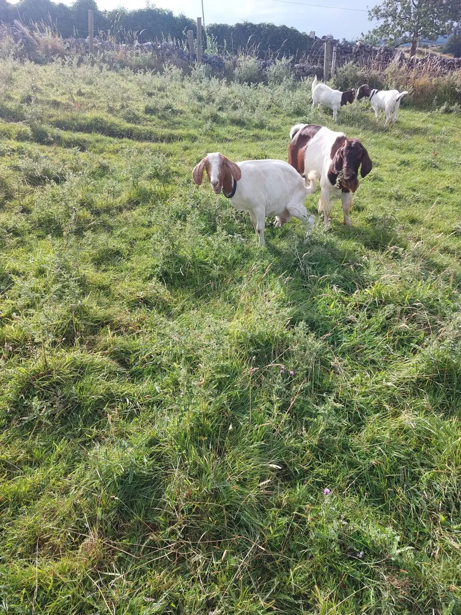 Boer Goats - Image 1