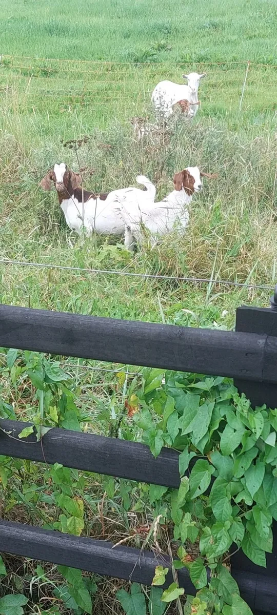 Boer Goats - Image 4